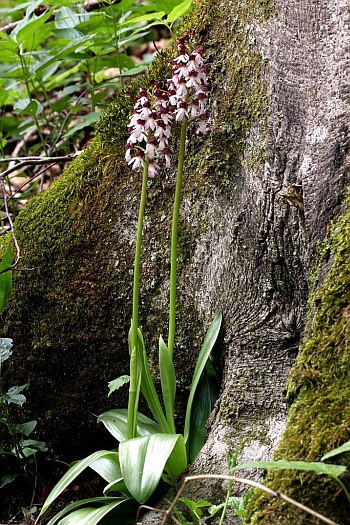 Orchis purpurea, Habitus, Bergatreute, 12.05.2012, Ferdinand Ellenbast