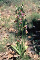 Ophrys oestrifera