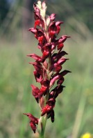 Anacamptis coriophora