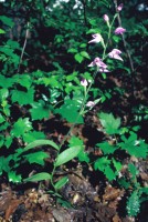 Cephalanthera rubra