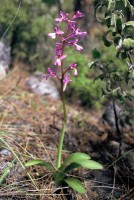 Orchis anatolica
