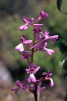Orchis anatolica
