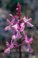 Orchis anatolica