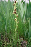Ophrys levantina
