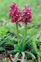 Dactylorhiza romana subsp. georgica