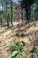 Orchis mascula subsp. pinetorum