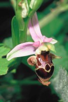 Ophrys oestrifera