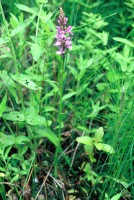Dactylorhiza urvilleana