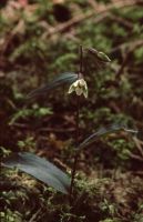 E. helleborine subsp. minor × E. purpurata