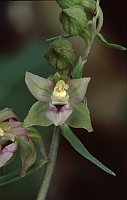 Epipactis helleborine subsp. moratoria