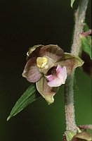 Epipactis helleborine subsp. moratoria