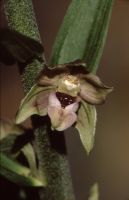 Epipactis helleborine subsp. orbicularis