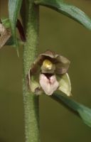 Epipactis helleborine subsp. orbicularis