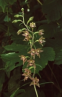 Epipactis leptochila subsp. neglecta