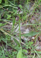 Neotinea ustulata ssp. aestivalis