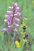 Ophrys sphegodes und Orchis militaris