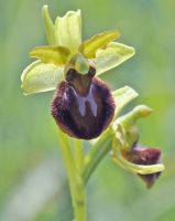Ophrys sphegodes,Taubergiessen