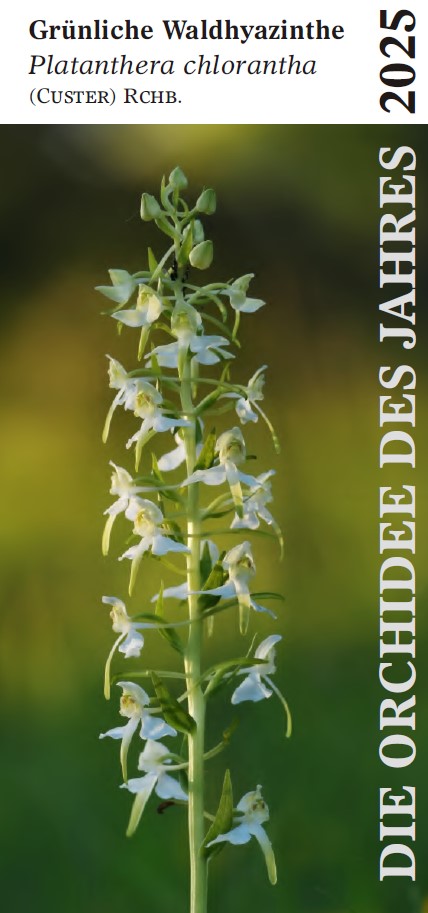 Flyer Platanthera chlorantha