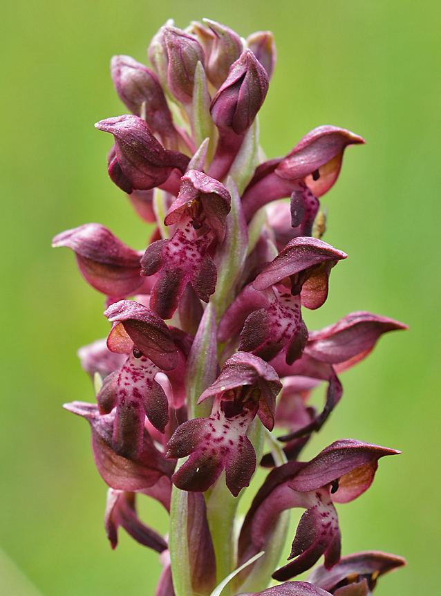 Anacamptis coriophora