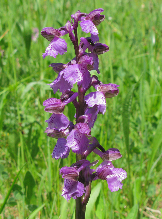 Anacamptis morio