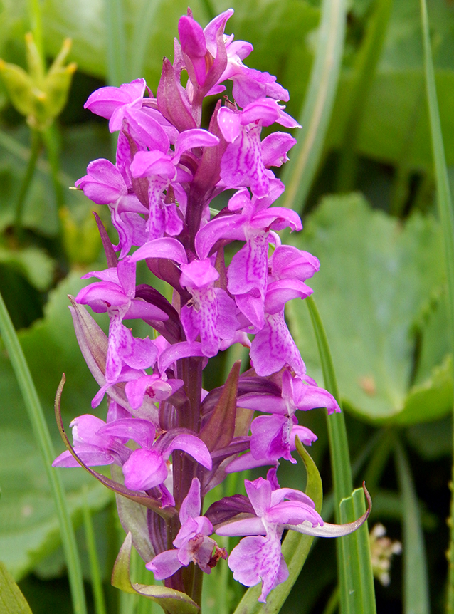 Dactylorhiza incarnata subsp. ochroleuca
