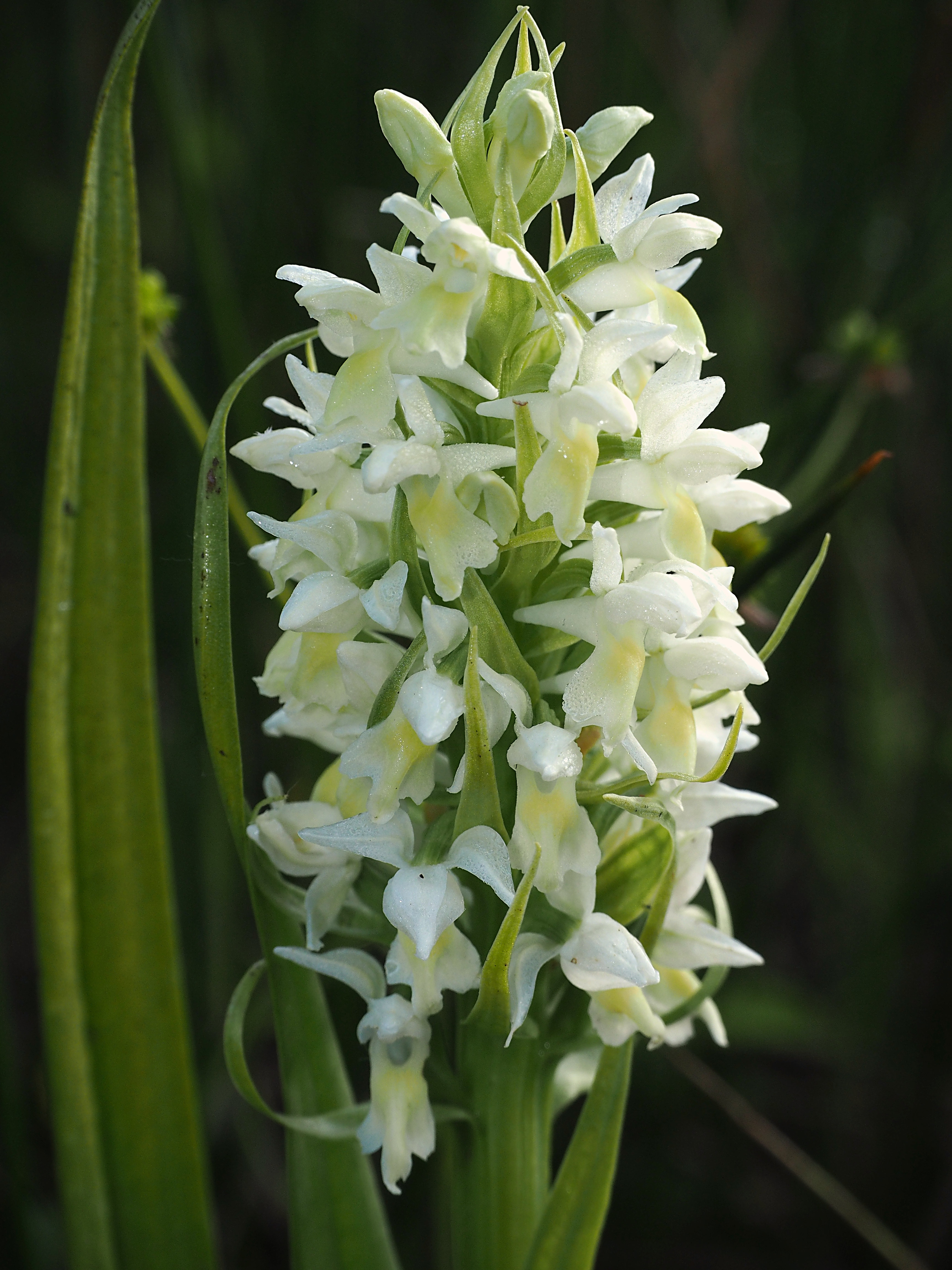 Dactylorhiza majalis