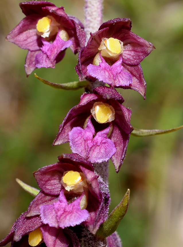 Epipactis atrorubens