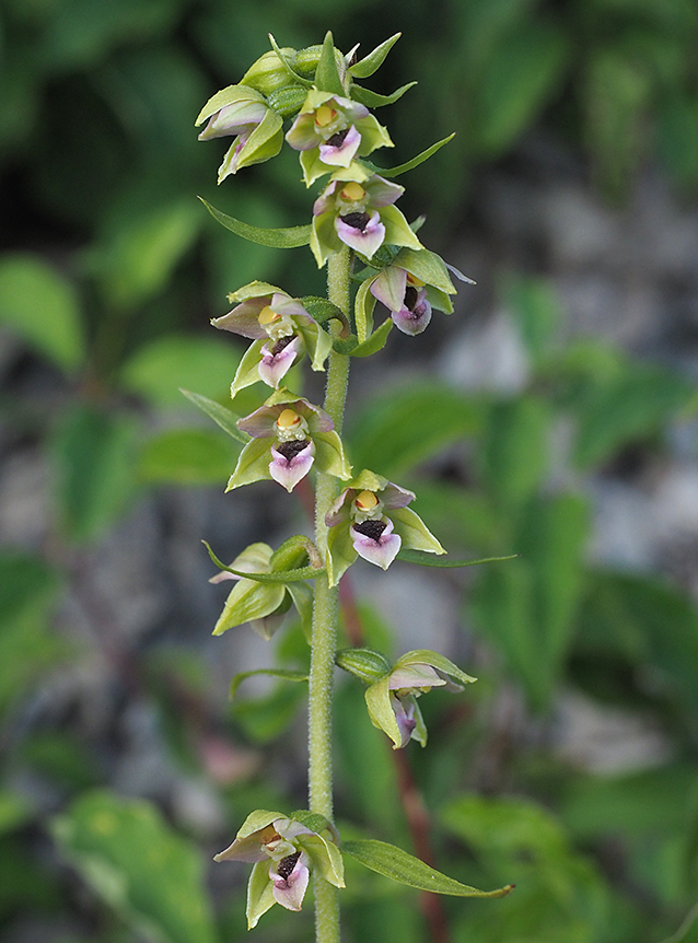 Epipactis helleborine