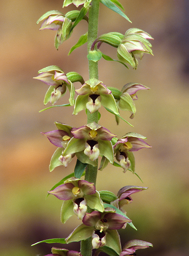 Epipactis helleborine subsp. orbicularis Epipactis helleborine subsp. orbicularis