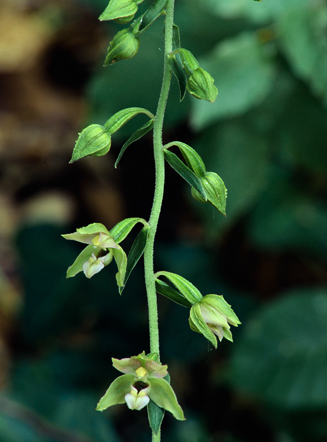 Epipactis helleborine var. moratoria