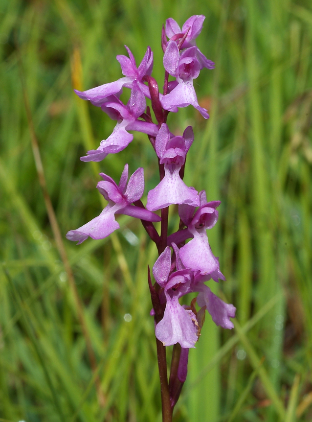 Anacamptis palustris