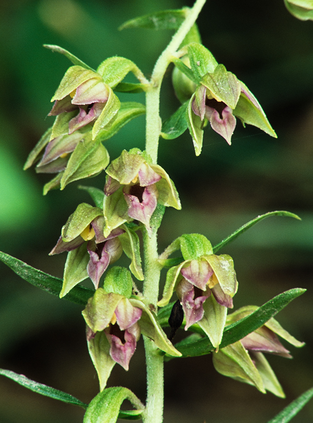 Epipactis leptochila