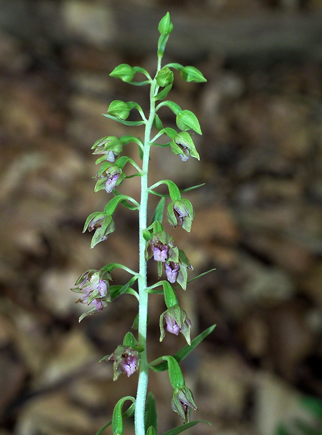 Epipactis leptochila subsp. neglecta Epipactis leptochila subsp. neglecta