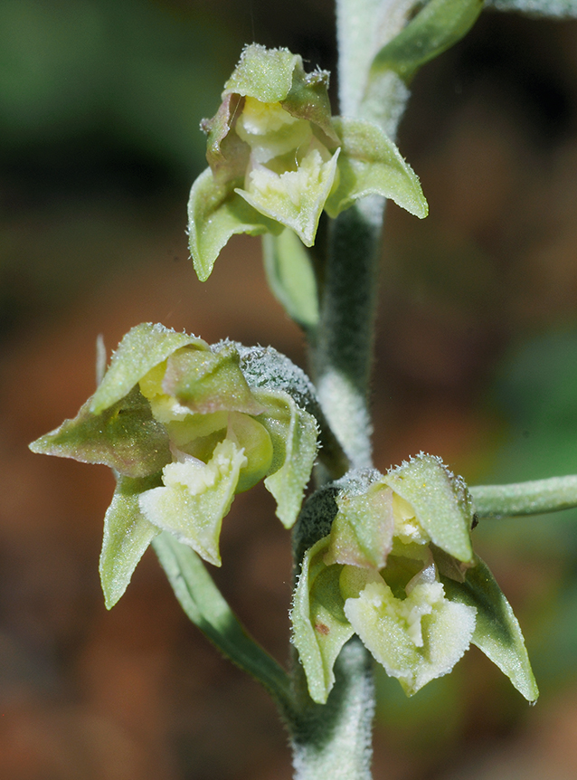 Epipactis microphylla Epipactis microphylla