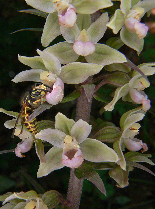 Epipactis purpurata