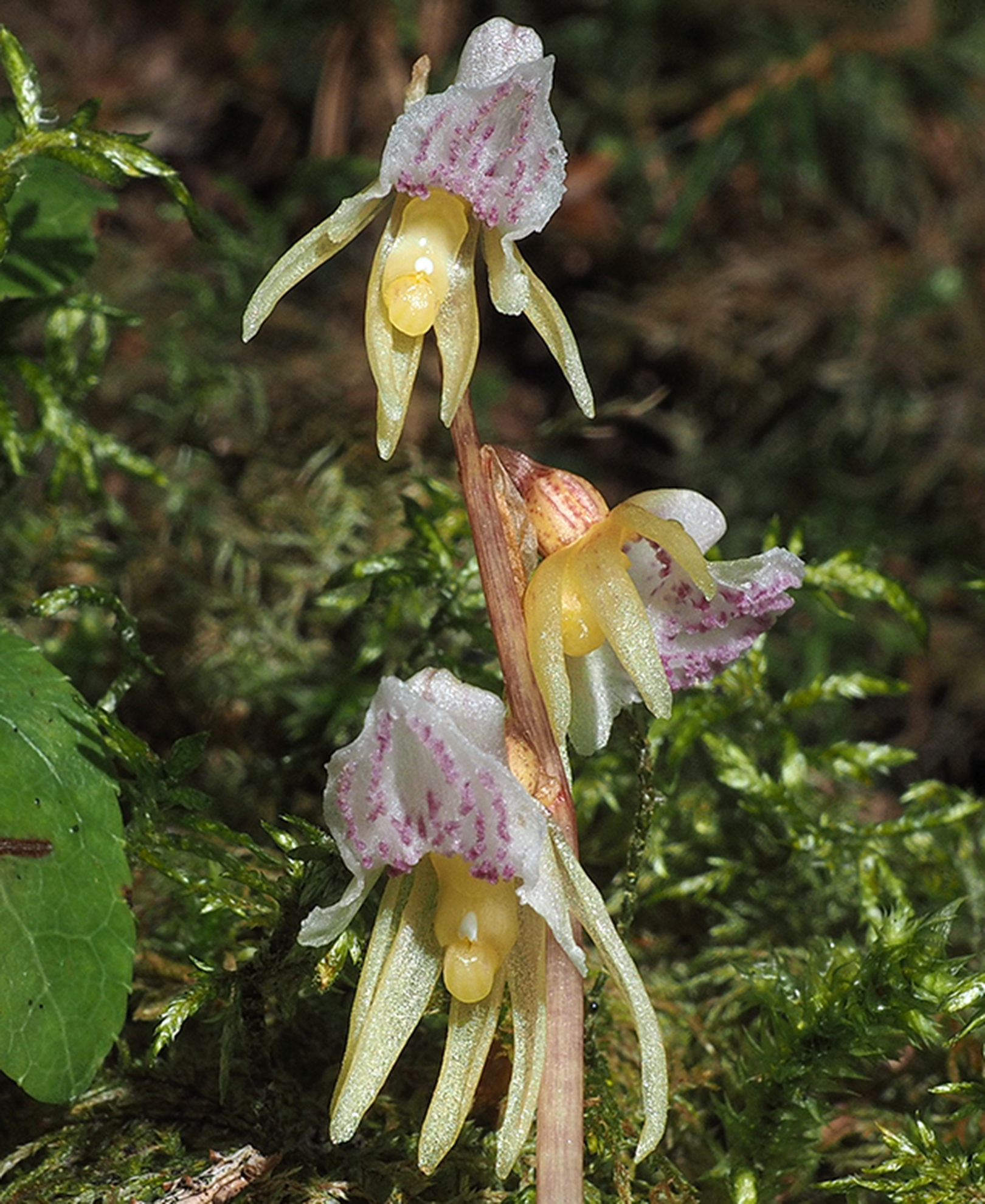 Epipogium aphyllum