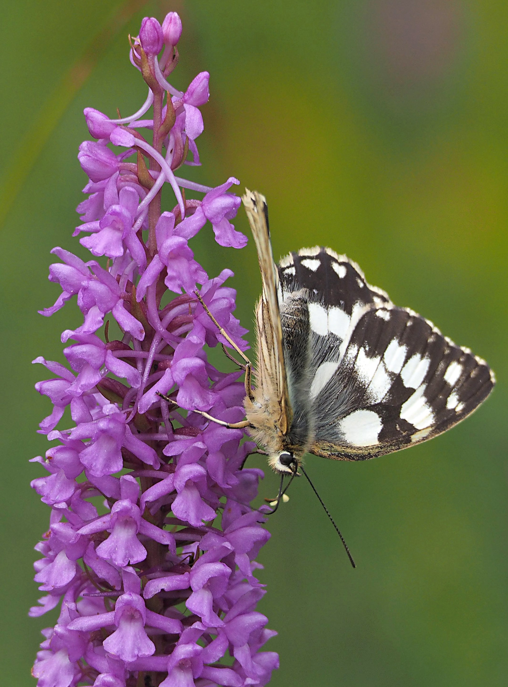 Gymnadenia densiflora Gymnadenia densiflora