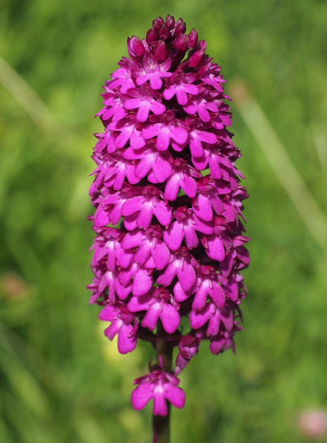 Anacamptis pyramidalis