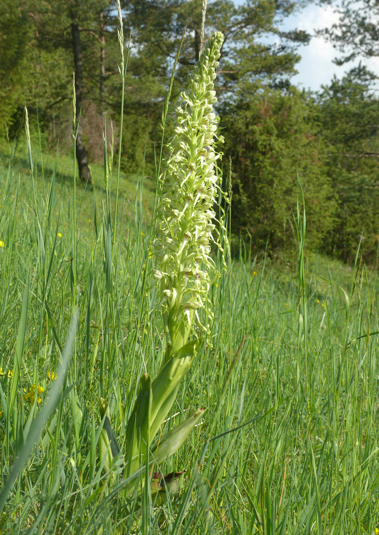 Himantoglossum hircinum