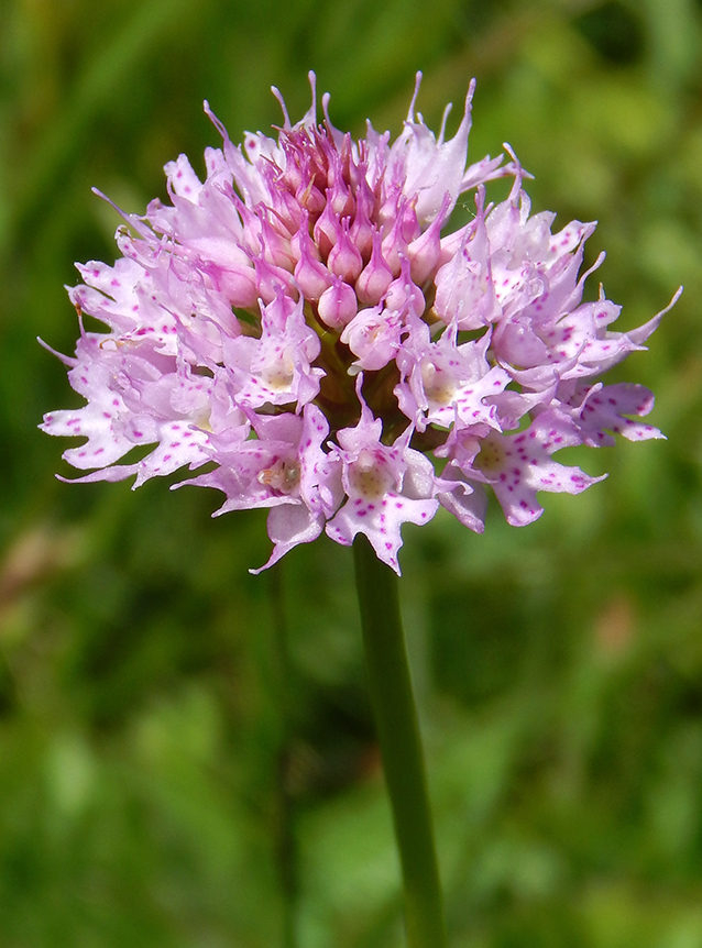 Traunsteinera globosa