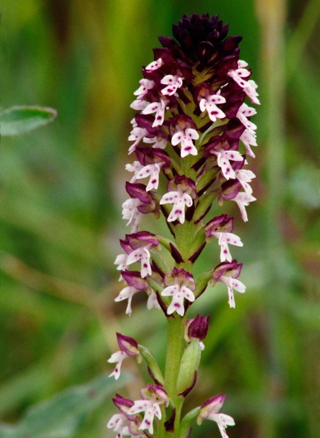 Neotinea ustulata var. aestivalis