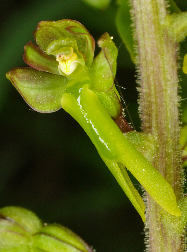 Neottia ovata