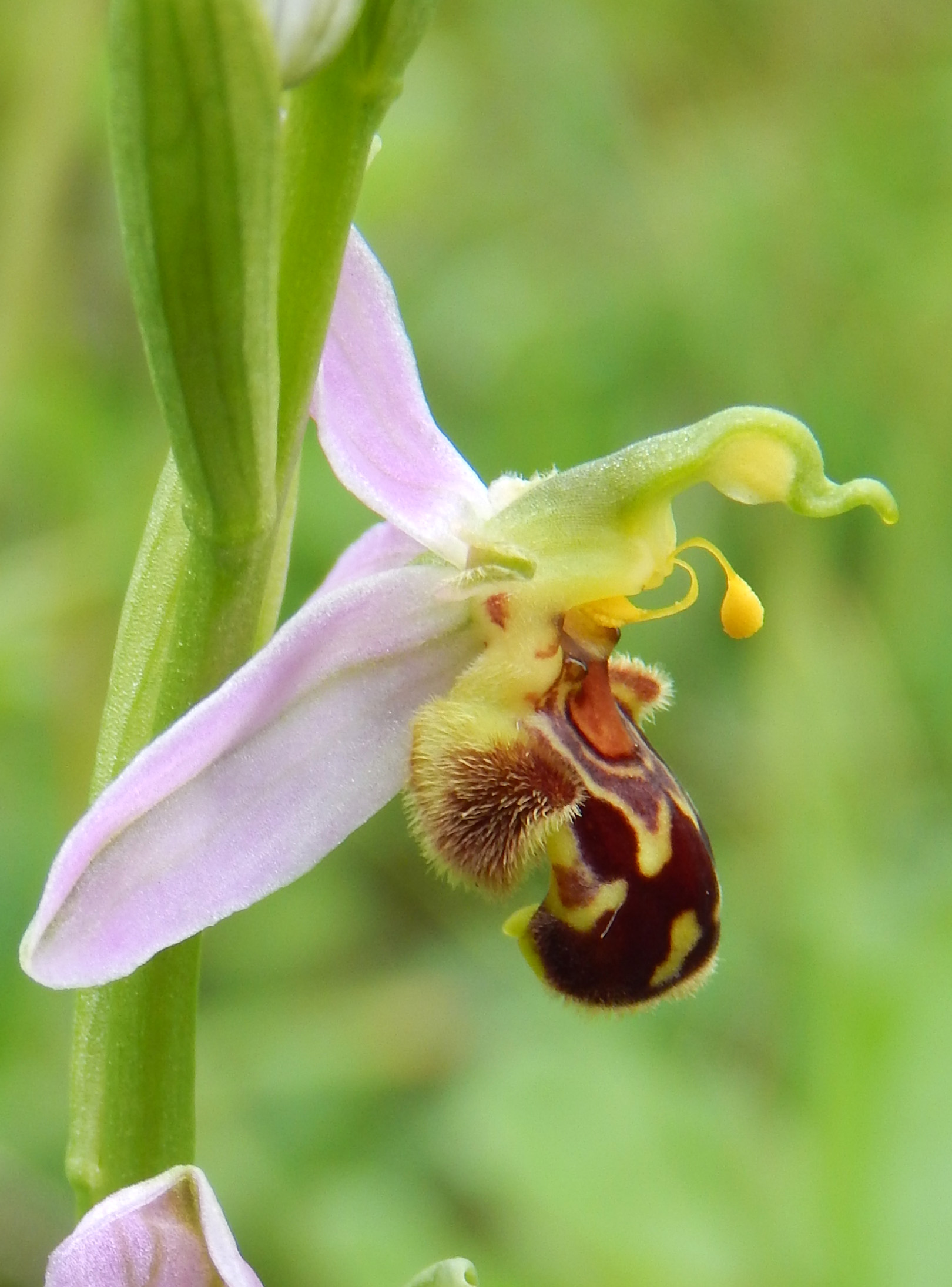 Ophrys apifera