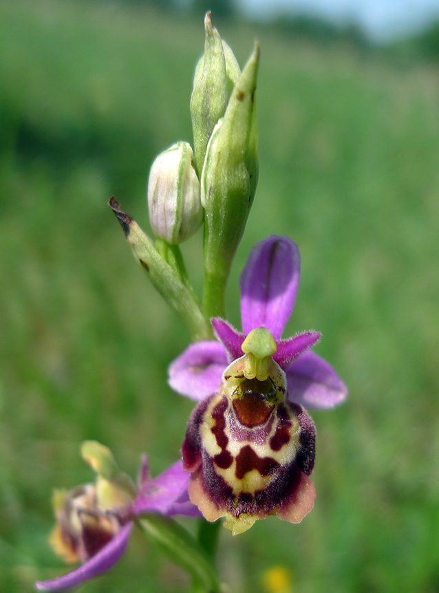 Ophrys elatior