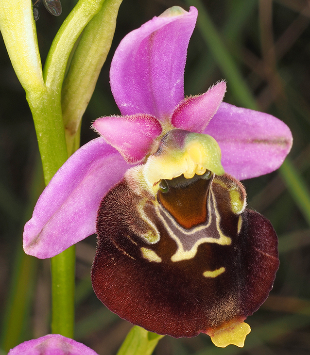 Ophrys holosericea Ophrys holosericea