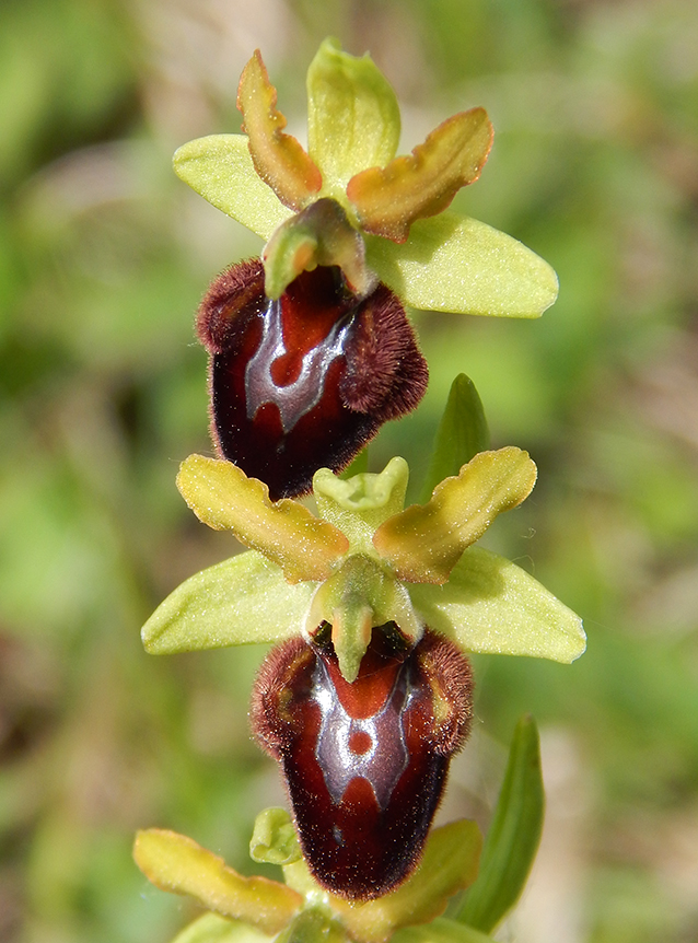 Ophrys sphegodes Ophrys sphegodes
