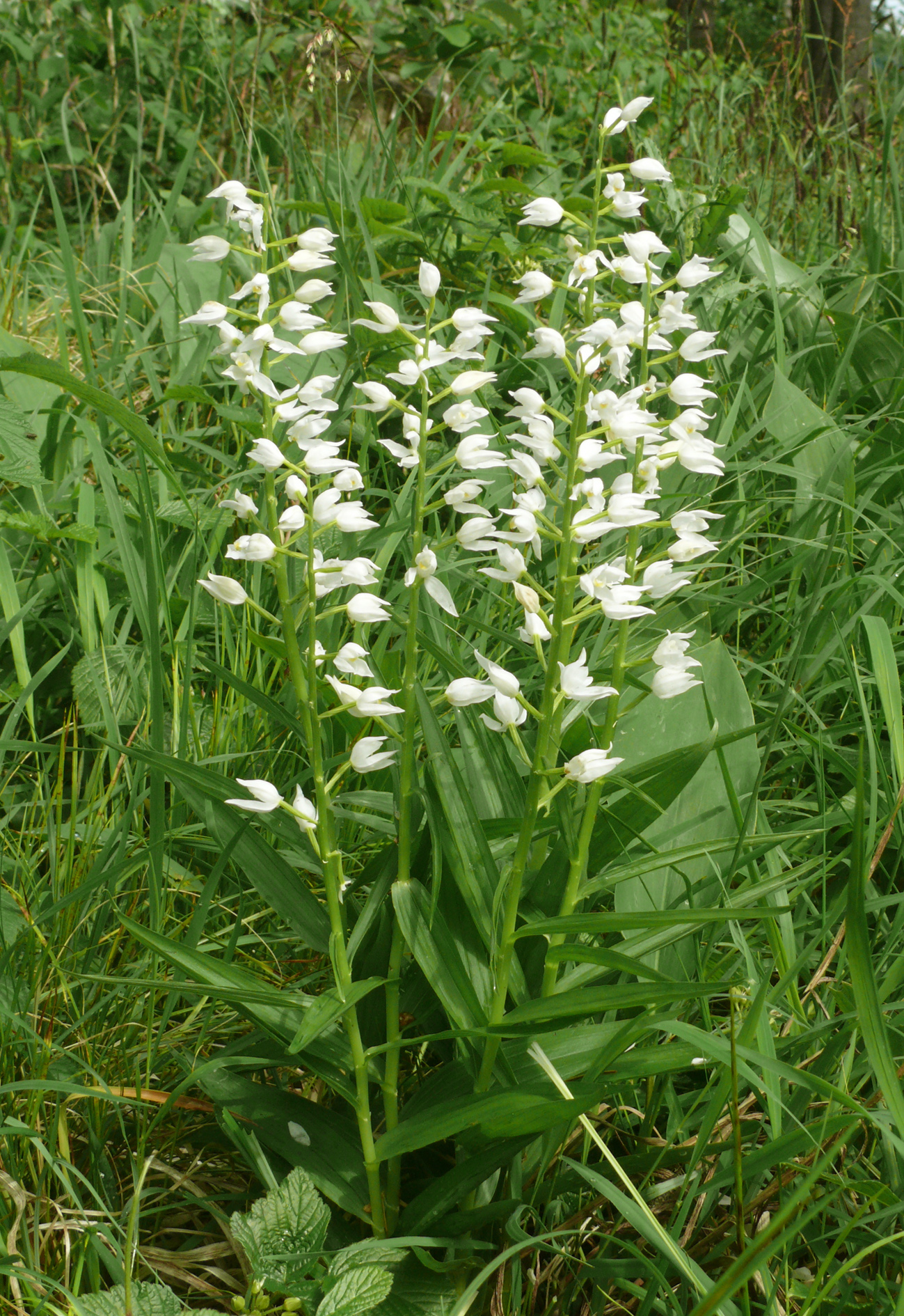 Cephalanthera longifolia