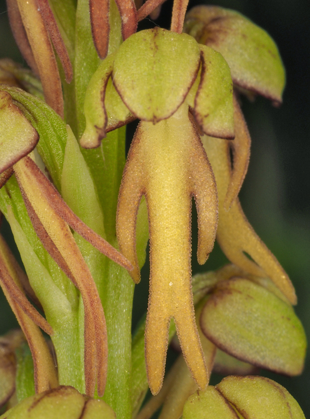 Orchis anthropophora