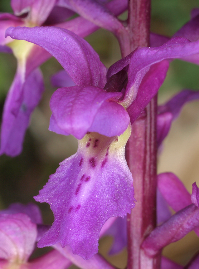 Orchis mascula