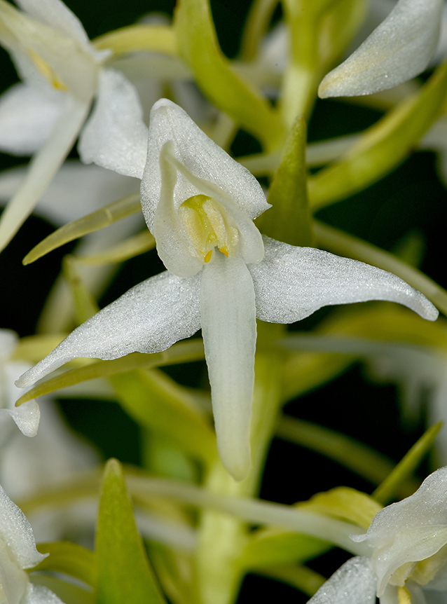 Platanthera bifolia
